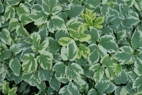 Backdrop - variegated foliage of ground elder from above