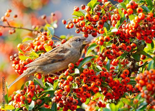 Huismus, House Sparrow, Passer domesticus photo