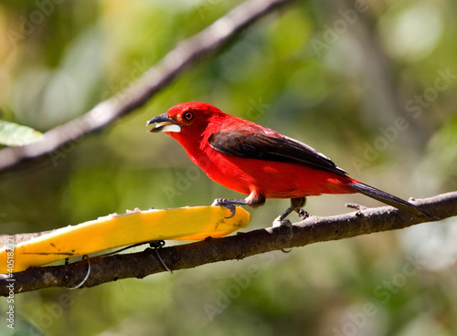 Rode Tangare, Brazilian Tanager, Ramphocelus bresilius photo