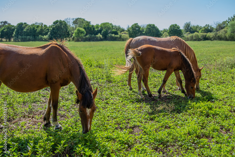 caballos pastando libres en el campo caballos pastando libres en el campo
