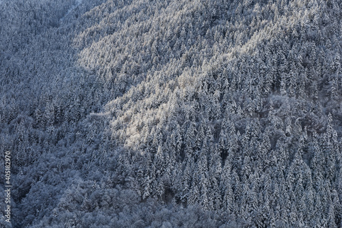 Fir forest whitened by the last snowfall in Valle Maira, Cuneo, Piedmont