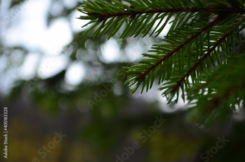 Raindrops on pine leaves. Macro photo. Coniferous tree branches in spring. Large drops of dew on spruce green needles. Young small cones in the spring. Drops close up. Reflection in drops.