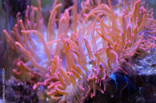 Fish swim along coral reefs in the aquarium.