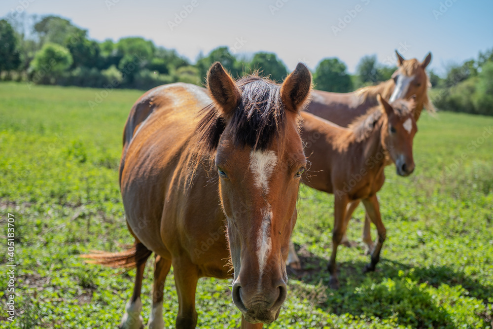 caballos pastando libres en el campo caballos pastando libres en el campo