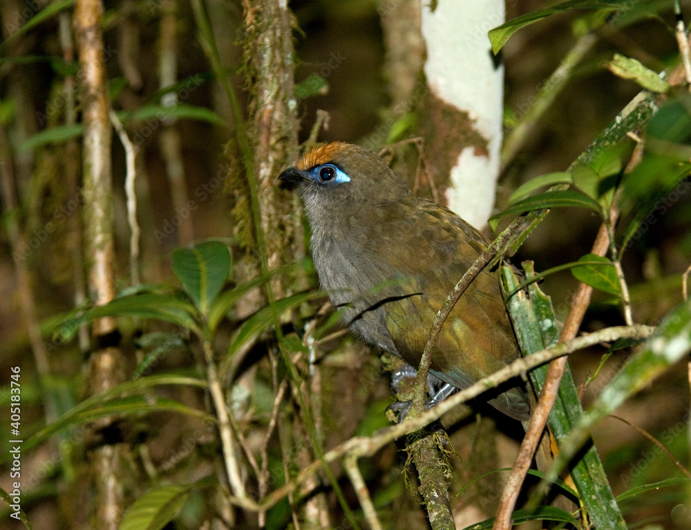 Reynauds Coua, Red-fronted Coua, Coua reynaudii Reynauds Coua, Red-fronted Coua, Coua reynaudii