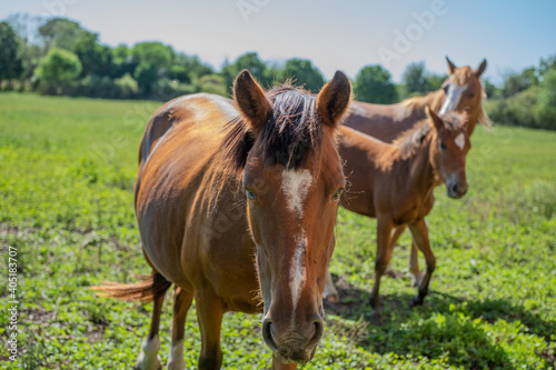 caballos pastando libres en el campo