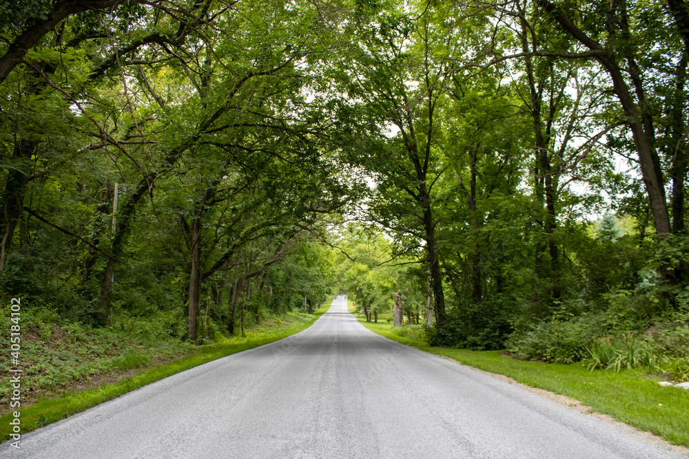 Fototapeta premium road in the woods