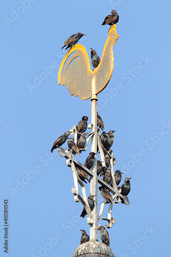 Spreeuw; Common Starling; Sturnus vulgaris photo