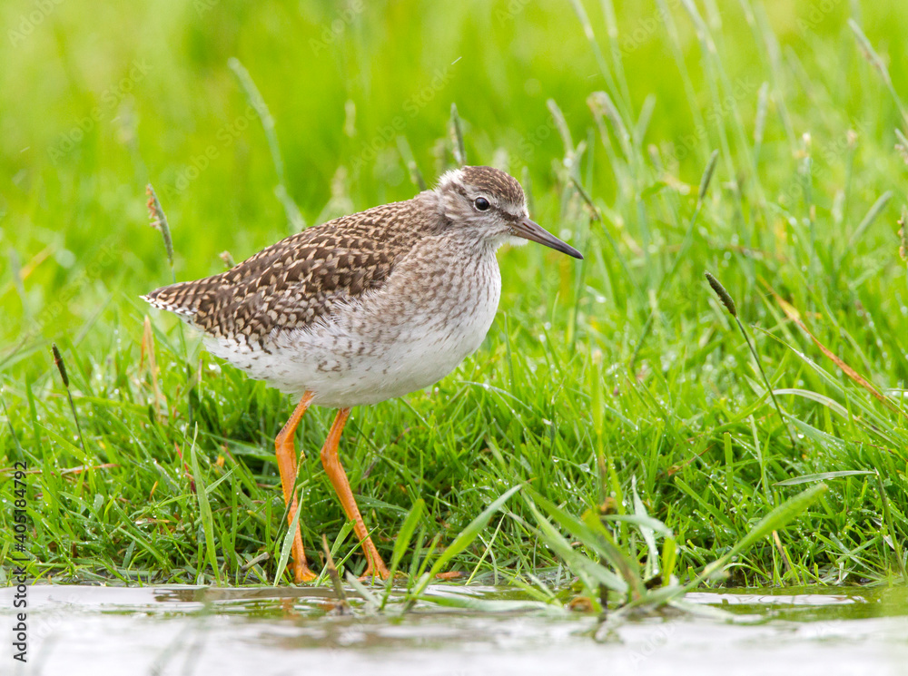Tureluur, Common Redshank, Tringa totanus Tureluur, Common Redshank, Tringa totanus