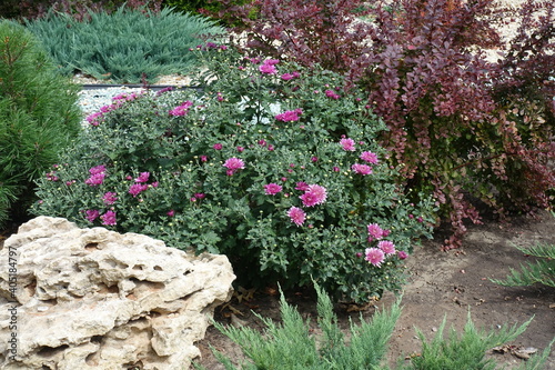 Pink Chrysanthemum  red leaved barberry  dwarf pine and juniper in the rock garden in August