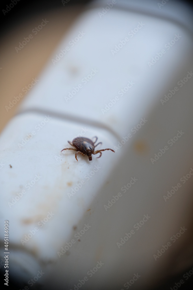 Close-up of insect on a pot. Close-up of insect on a pot.