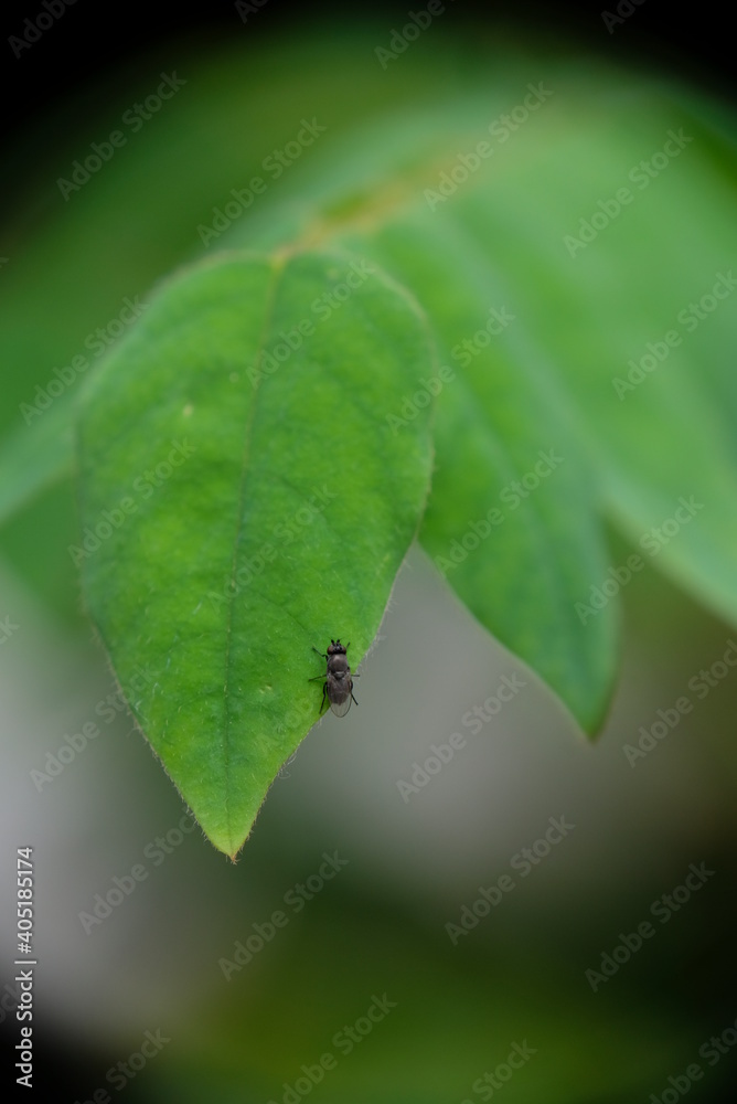 Close-up of black fly on green leaf.