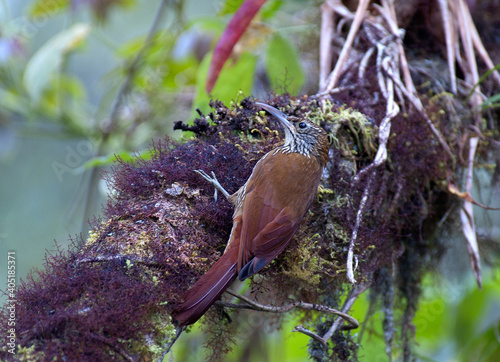 Bergmuisspecht, Montane Woodcreeper, Lepidocolaptes lacrymiger photo