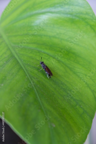 Close-up of Black Soldier Fly (BSF) on freen leaf.