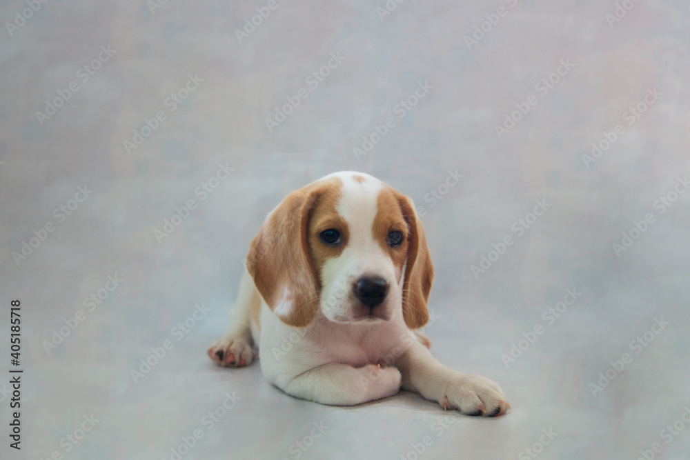 studio portrait of little purebred Beagle puppy dog pet looks sleepy laying on the gray background
