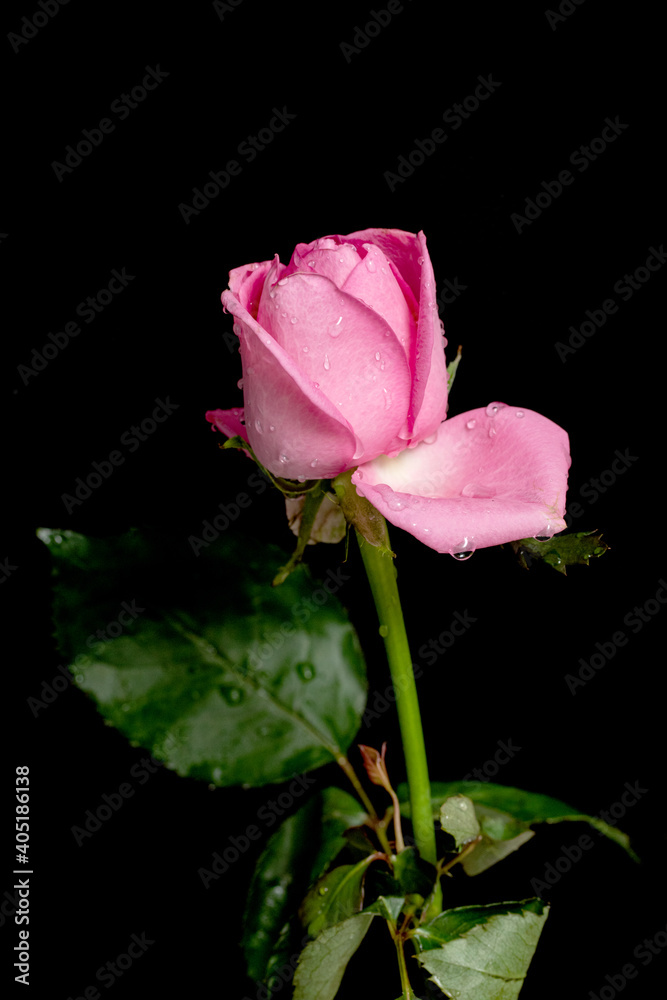 Rose flower close-up with water drops on a black background. Rose flower close-up with water drops on a black background.