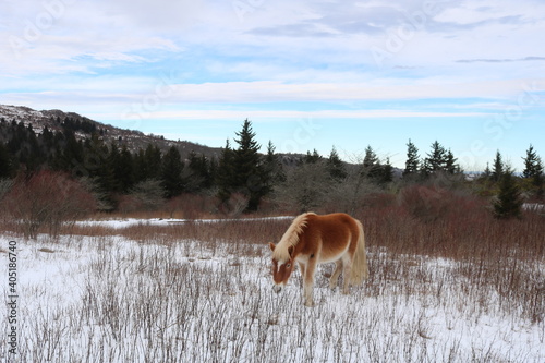 Auburn Pony in Snow IV