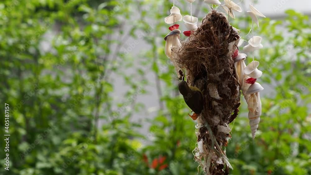 Olived-backed Sunbird build their home in the garden of my house Olived-backed Sunbird build their home in the garden of my house