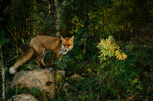 Wild red fox in the forest in the evening. Cute animal in nature habitat, vulpes vulpes.