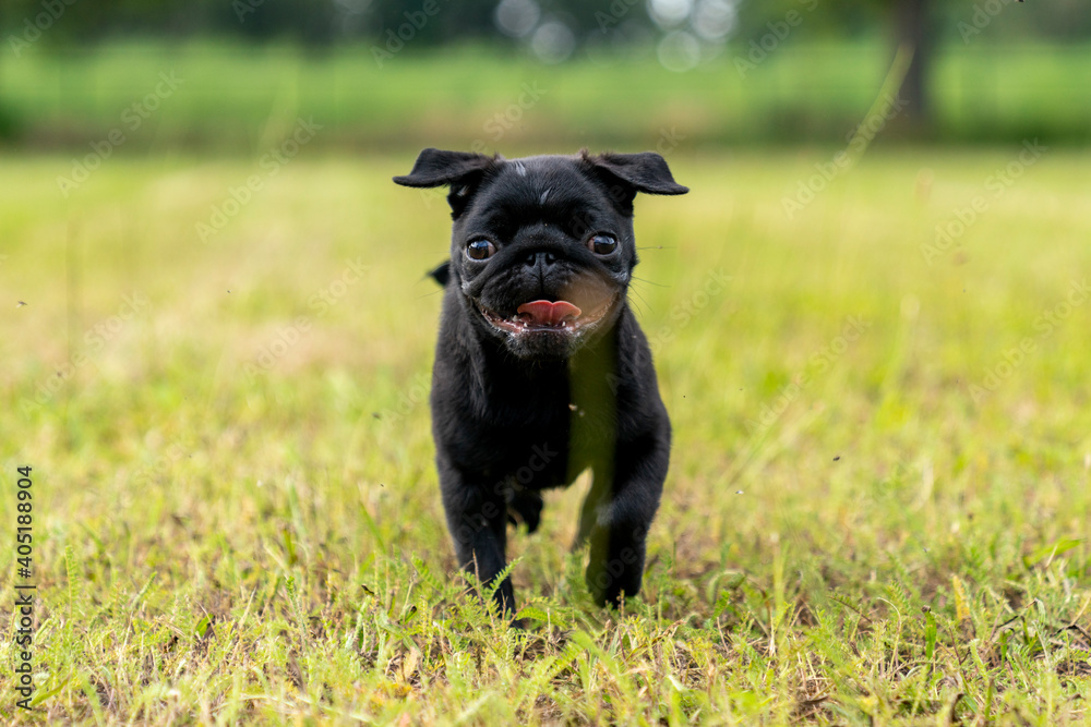 Little pug puppy being happy
