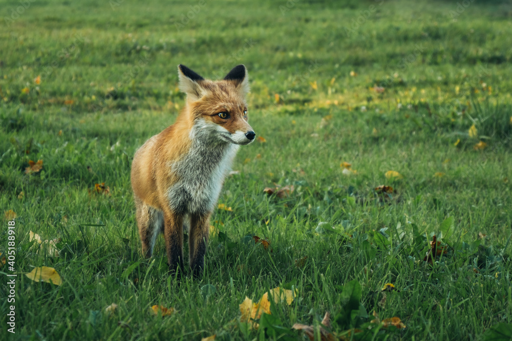 Wild red fox in the forest in the evening. Cute animal in nature habitat, vulpes vulpes.