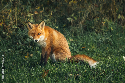 Wild red fox in the forest in the evening. Cute animal in nature habitat  vulpes vulpes.