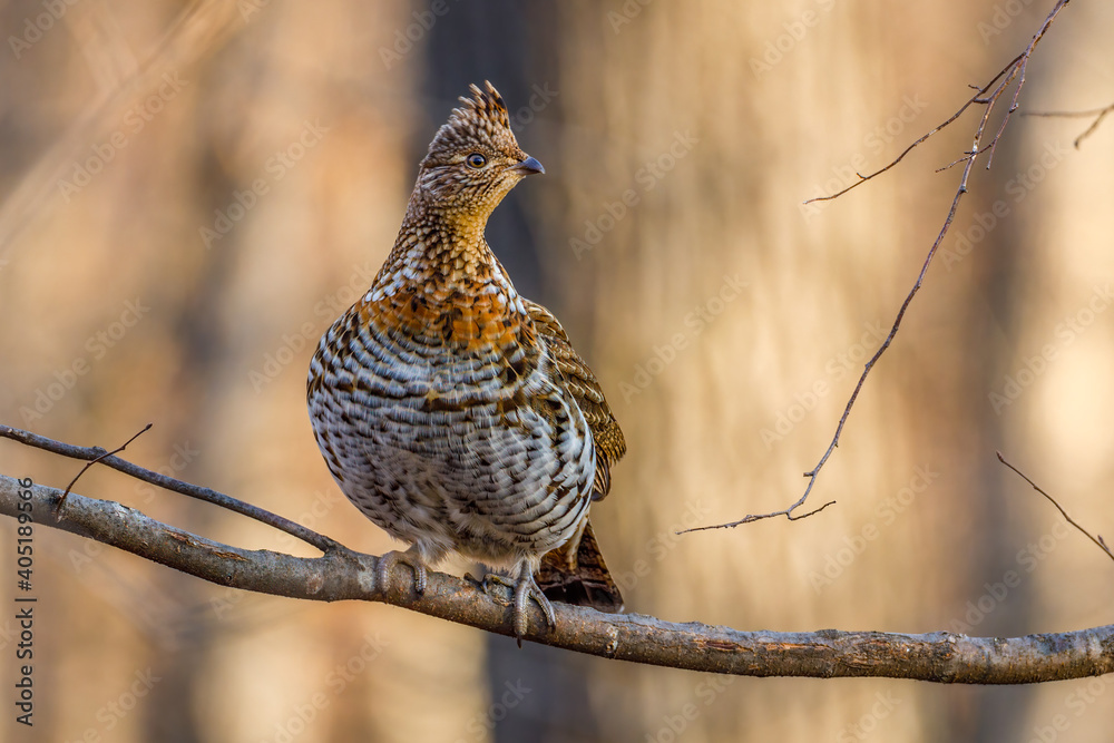 Ruffed Grouse (Bonasa umbellus) perched on a bare tree limb during autumn. Ruffed Grouse (Bonasa umbellus) perched on a bare tree limb during autumn.