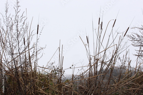  Dry reeds stand on the shore against the background of a frozen winter lake