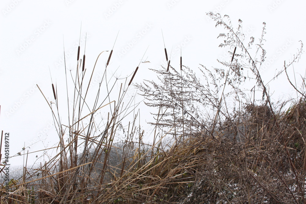 Obraz premium Dry reeds stand on the shore against the background of a frozen winter lake