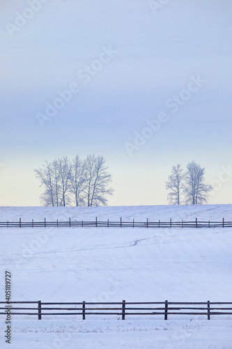 Wallpaper Mural Trees covered with frost in the field in winter Torontodigital.ca