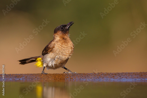 Dark-capped or Black-eyed bulbul (Pycnonotus tricolor) sitting  in Zimanga Game Reserve in South Africa photo