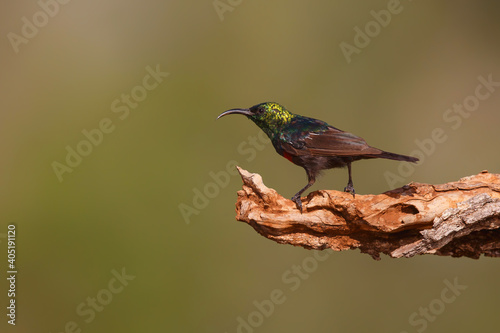 Marico Sunbird (Cinnyris mariquensis) sitting on a branch, in a  Game Reserve, South Africa photo