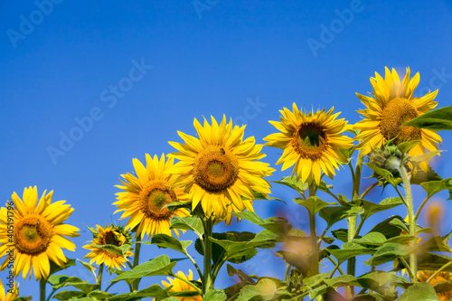 field annual sunflowers