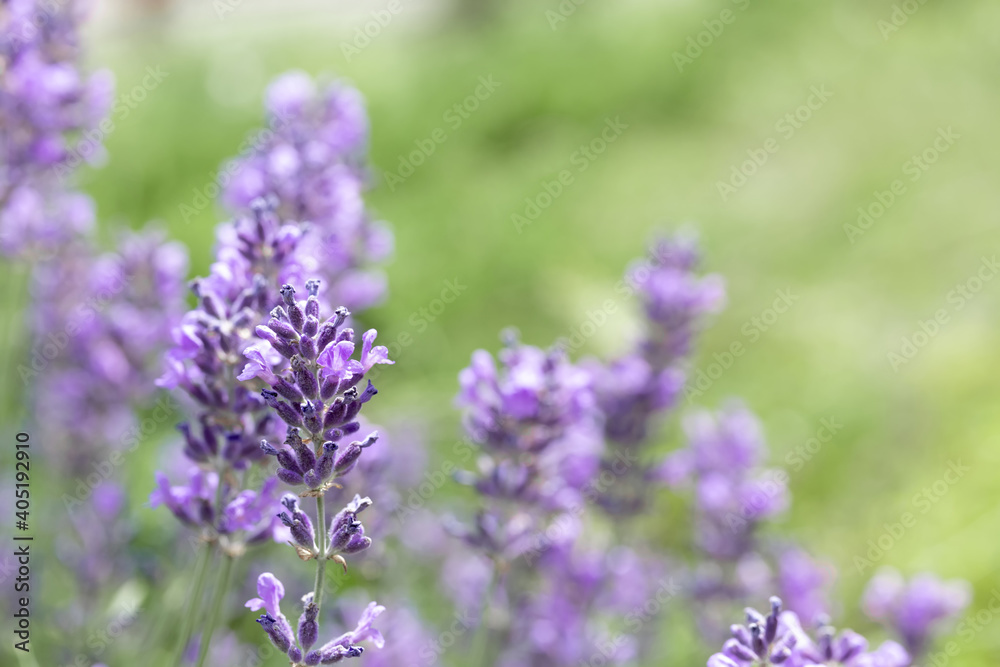 Blooming fragrant lavender flowers on a garden. Aromatherapy. Blooming fragrant lavender flowers on a garden. Aromatherapy.