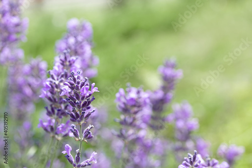 Blooming fragrant lavender flowers on a garden. Aromatherapy.