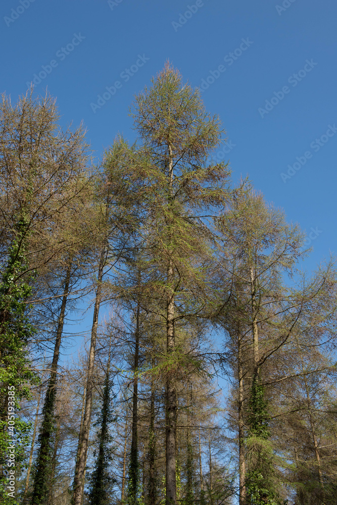 New Spring Leaves Opening on a Deciduous Coniferous European Larch Tree (Larix decidua) Growing in Forest with a Bright Blue Sky Background in Rural Devon, England, UK New Spring Leaves Opening on a Deciduous Coniferous European Larch Tree (Larix decidua) Growing in Forest with a Bright Blue Sky Background in Rural Devon, England, UK