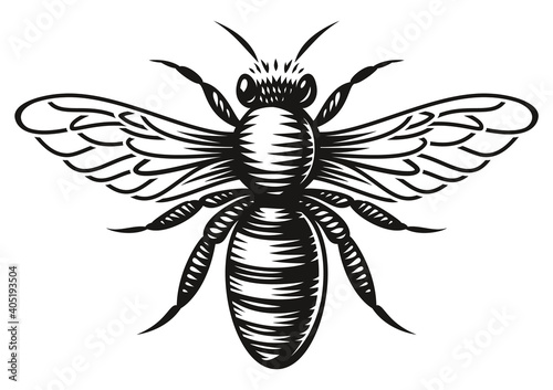 A black and white vector honey bee in engraving style on white background