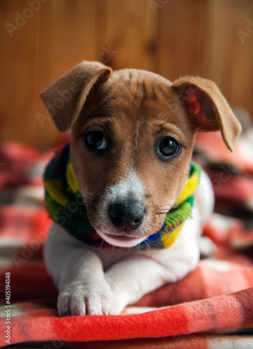 jack russell terrier © Валерия Гарбуз