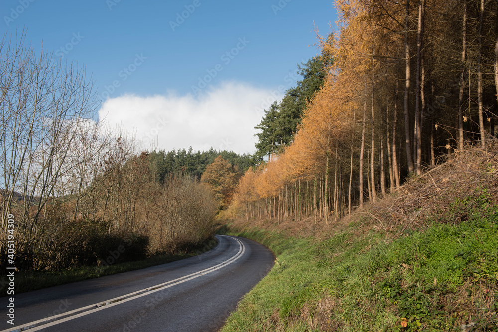 Fototapeta premium Autumn Brown Foliage on Deciduous European Larch Trees (Larix decidua) Growing by the Side of a Road in Eggesford Forest in Rural Devon, England, UK
