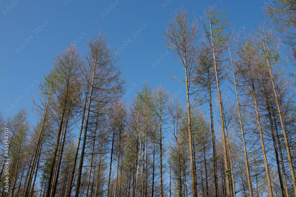 New Spring Leaves Opening on a Deciduous Coniferous European Larch Tree (Larix decidua) Growing in Forest with a Bright Blue Sky Background in Rural Devon, England, UK New Spring Leaves Opening on a Deciduous Coniferous European Larch Tree (Larix decidua) Growing in Forest with a Bright Blue Sky Background in Rural Devon, England, UK