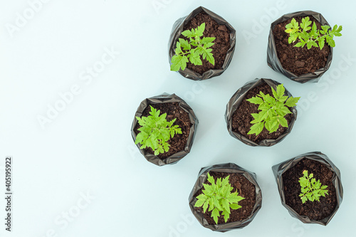 Young flower petunia seedlings in small plastic pots on blue background.