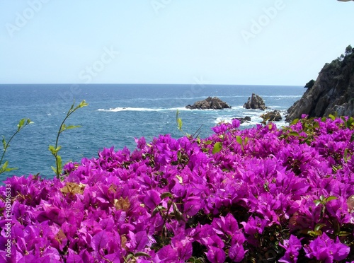 The beautiful flowers Bougainvillea is a beautiful vibrant color.