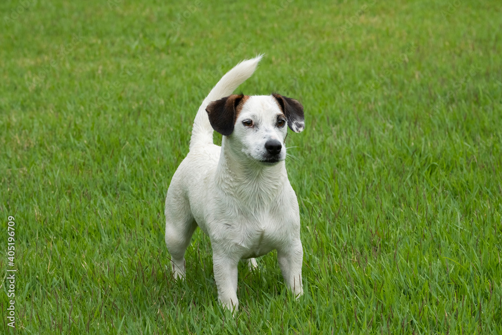 jack russell on grass