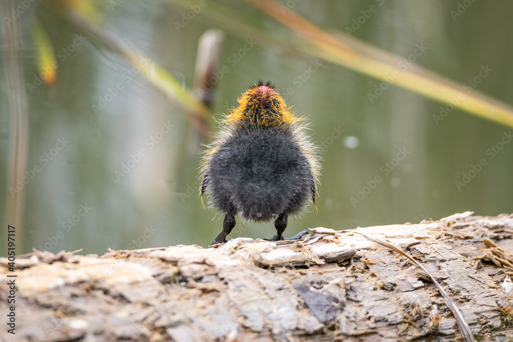 One nestling fulica atra stands on a log against the backdrop of a pond. One nestling fulica atra stands on a log against the backdrop of a pond.