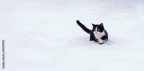 Black and white cat walking in the snow.