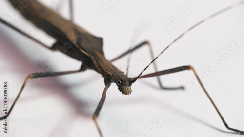 Studio shot of an adult female of Pseudophasma fulvum. Tropical stick bug, walking stick from Colombia, South America on white background. Copy space photo