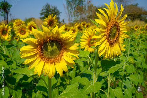 Flowering sunflower in the field. Sunflowers have abundant health benefits. Sunflower oil improves skin health and promote cell regeneration.