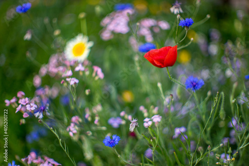 prairie fleurie © julien heuret