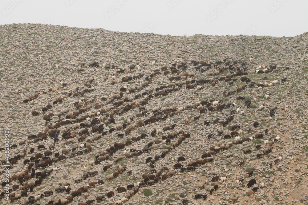 flock of sheep flock of sheep