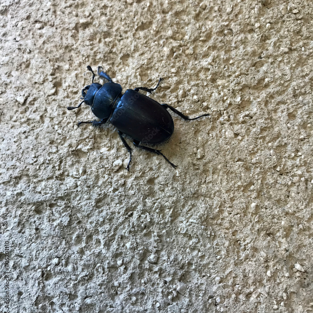 Obraz premium Käfer